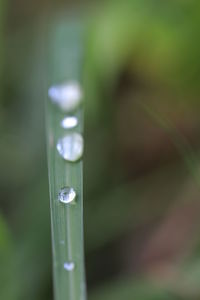 Close-up of raindrops on grass