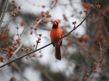 Low angle view of bird perching on branch