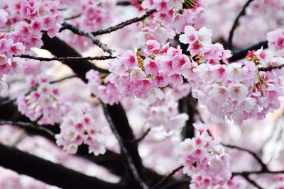 Close-up of pink cherry blossoms in spring