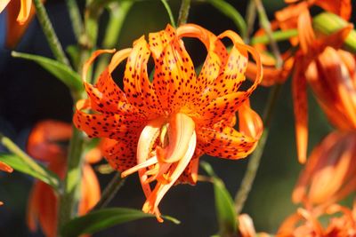 Close-up of orange flower blooming outdoors