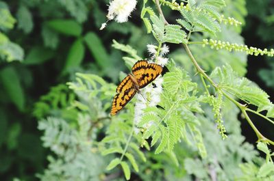 Butterfly on leaf