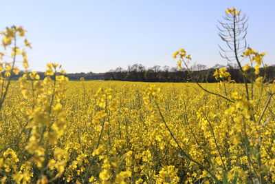 rapeseed