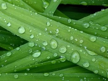 Close-up of wet leaves on rainy day