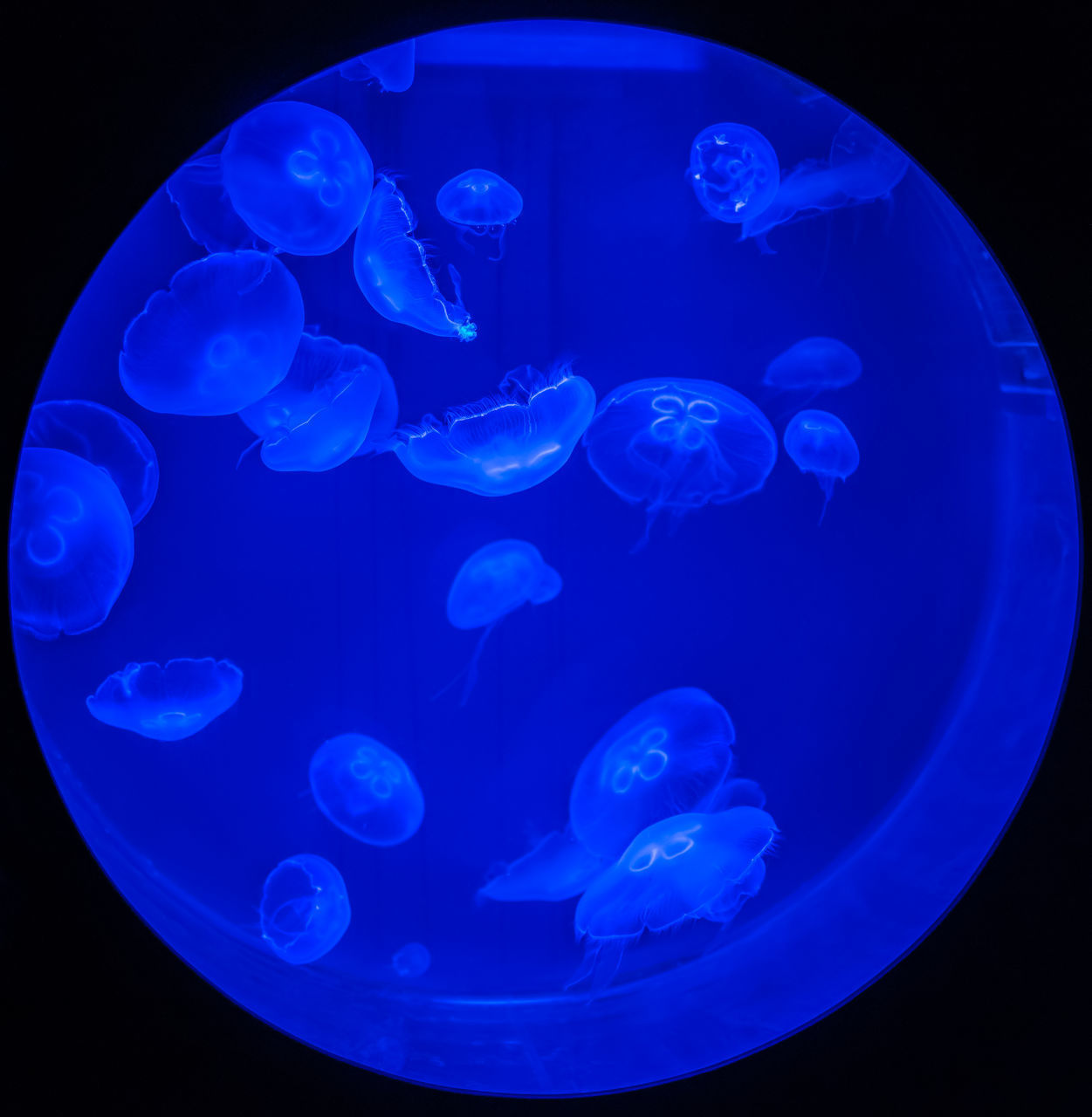 CLOSE-UP OF JELLYFISH AGAINST BLUE SEA