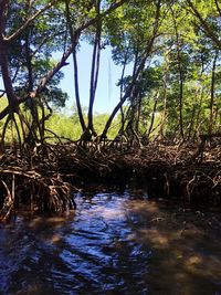 Scenic view of river amidst trees in forest against sky