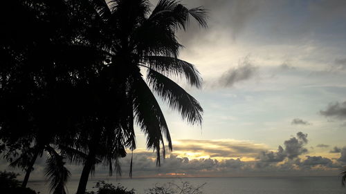 Palm trees on beach against sky at sunset