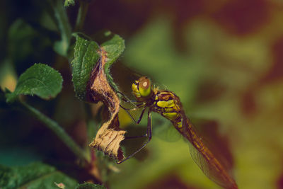 Close-up of insect on plant