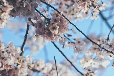 Low angle view of pink flowers against sky