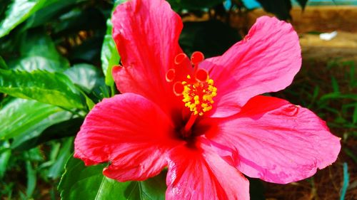 Close-up of pink hibiscus blooming in park