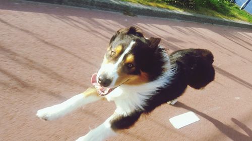 High angle view of dog on floor