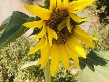 Close-up of yellow flowering plant