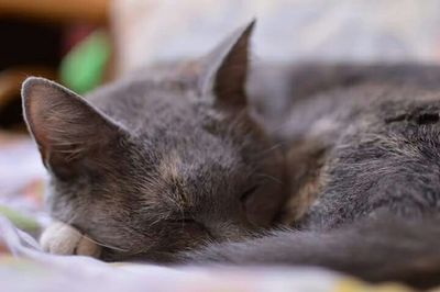 Close-up of cat sleeping