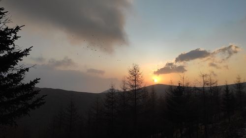 Low angle view of silhouette trees against sky during sunset