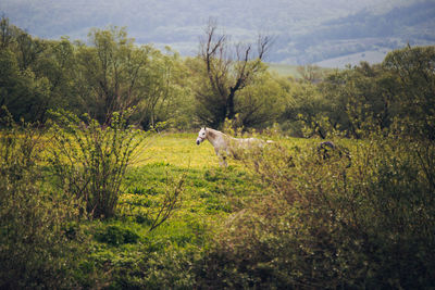 Horse in forest