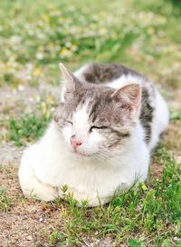 Cat resting on a field
