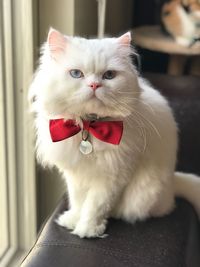 Close-up portrait of white cat sitting on floor