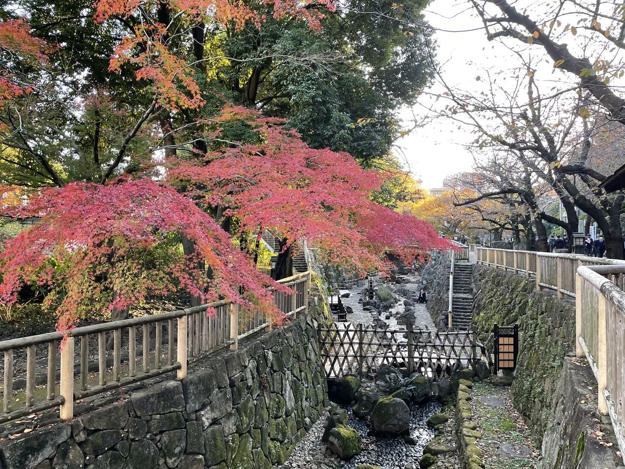 plant, tree, flower, nature, fence, garden, growth, autumn, day, no people, railing, architecture, beauty in nature, protection, shrub, security, built structure, outdoors, leaf, branch, flowering plant, yard, tranquility, blossom