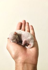 Cropped hand holding young ferret against white background