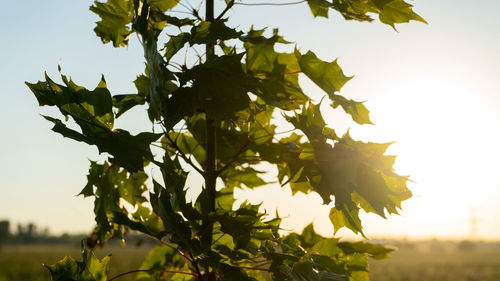 Close-up of flowering plant against sky