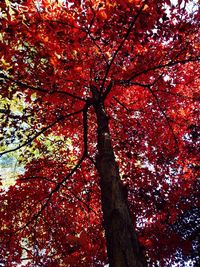 Low angle view of trees