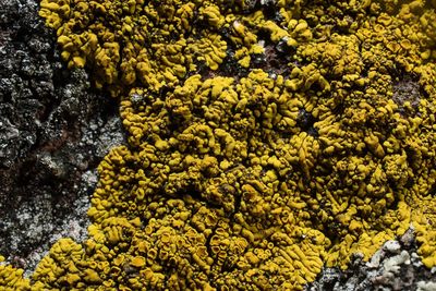 Low angle view of yellow flowering plants