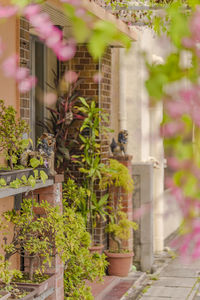 Potted plants against building