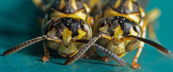 Close-up of spider