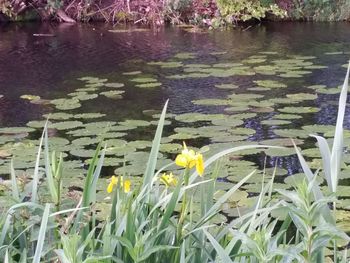 Scenic view of water lily amidst leaves in lake