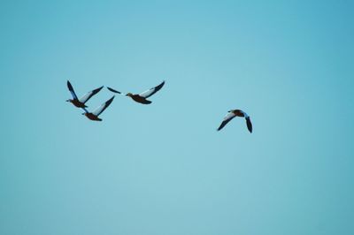 Low angle view of birds flying against clear blue sky