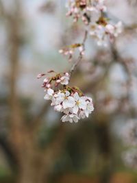 Close-up of cherry blossoms in spring