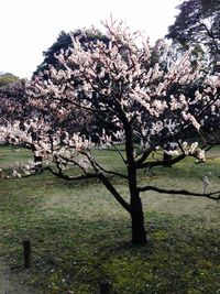 Low angle view of tree