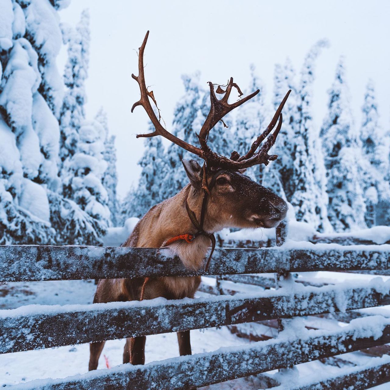 snow, winter, cold temperature, animal, deer, animal themes, reindeer, mammal, animal wildlife, tree, nature, antler, wildlife, one animal, plant, elk, forest, no people, land, beauty in nature, outdoors, environment, moose, day, landscape, scenics - nature, frozen, mountain, domestic animals, non-urban scene, branch