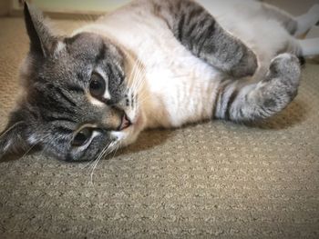 High angle view of cat resting at home