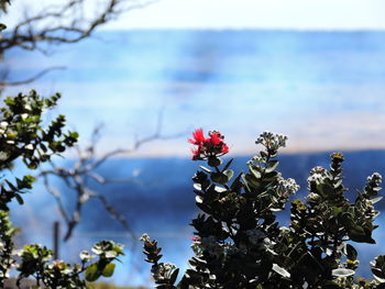 Close-up of flowers blooming on tree against sky