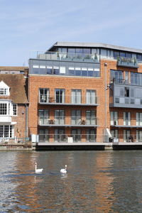 Spring view of windsor with the apartment houses, swans on the river and blue sky in uk