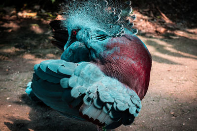 Close-up of bird