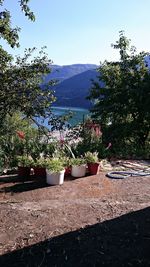 Potted plants and trees against sky