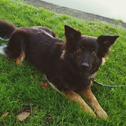 Close-up of dog on field