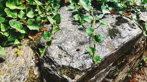 High angle view of plant growing on rock