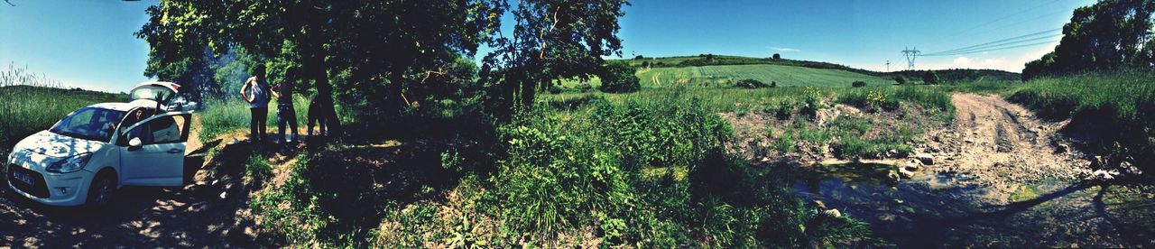 blue, tree, clear sky, growth, sunlight, grass, plant, green color, field, nature, landscape, day, tranquility, sky, beauty in nature, tranquil scene, outdoors, sunny