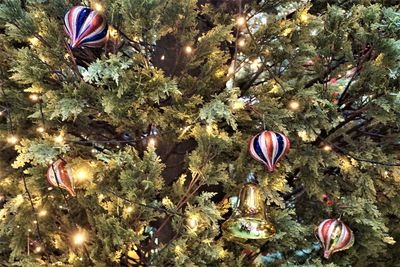 Close-up of jellyfish