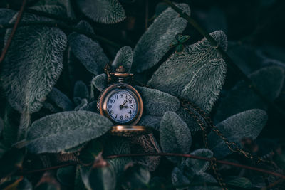 Close-up of clock on plant