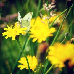 Close-up of butterfly pollinating on yellow flower