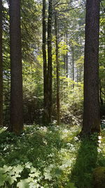 Pine trees in forest