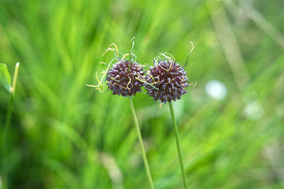 Close-up of purple flowering plant