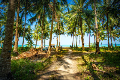 Scenic view of palm trees on landscape against sky