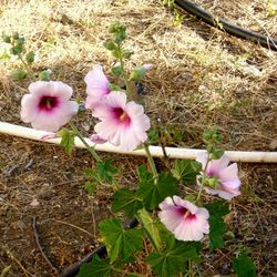 Pink flowers blooming on field