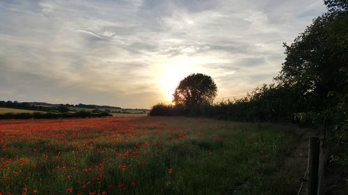 Scenic view of grassy field against sky during sunset