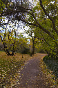 Footpath in forest