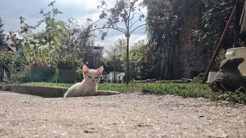 Dog sitting on tree trunk